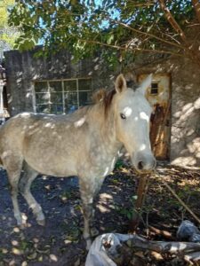 Denuncia que un vecino le ata permanentemente el caballo frente a su casa
