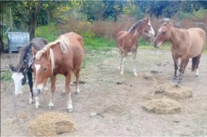 “Había aviones intentando aterrizar y los caballos estaban en la pista, no puede ser”
