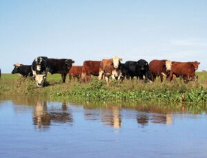 [Robo de vacas en la isla] La Fiscalía de Baradero investiga el hecho por el faltante de 800 vacunos: «hicieron un trabajo de hormiga»