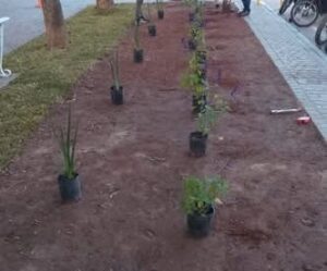 La forestación de la Plaza Mitre le costó $4 millones al municipio