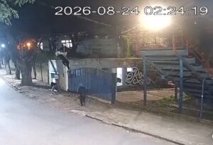 Robaron gansos de una vivienda y escaparon por el Anfiteatro