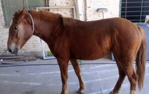 Otro caballo secuestrado en la vía pública