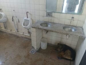 La terminal de ómnibus y su estado de abandono