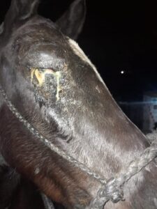 Una mujer denunció el maltrato de un animal que estaba en la isla